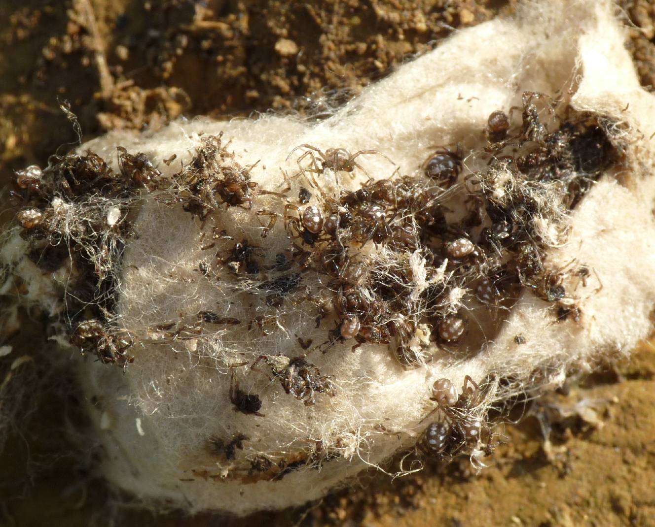 Latrodectus nel Lazio